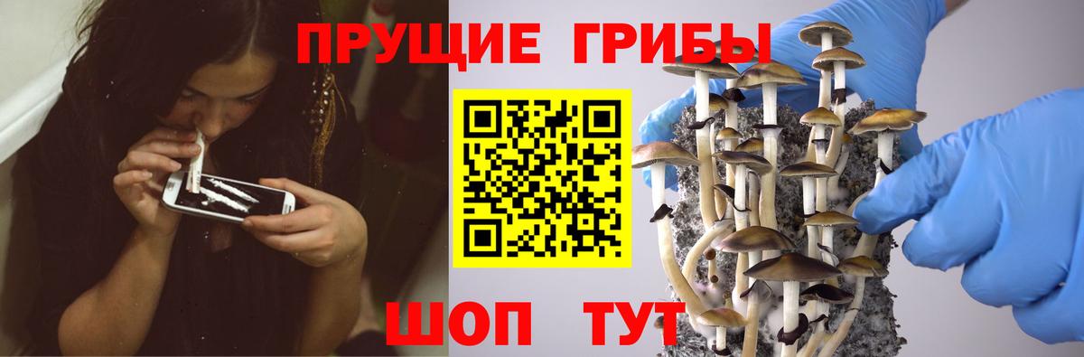 Псилоцибиновые грибы Psilocybe  Вход с VPN  Псков 